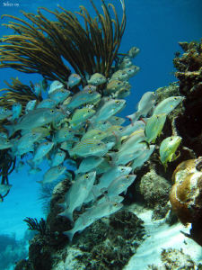 reef scene. San Pedro, Belize. CAnon Ixus 980 & WA20 Ikel... by Bea & Stef Primatesta 